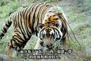 开云体育入口-华南虎队与东北山狼鏖战在即，精彩纷呈