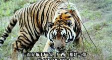 开云体育入口-华南虎队与东北山狼鏖战在即，精彩纷呈