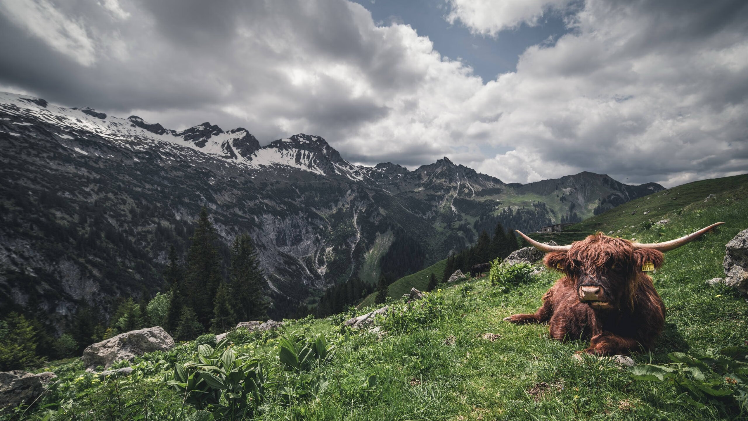 塞维利亚对阵亚特兰大，迪巴拉如何成为胜负手？
