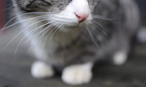 终局与开端，当旧神退场，新王在废墟上捡起王冠