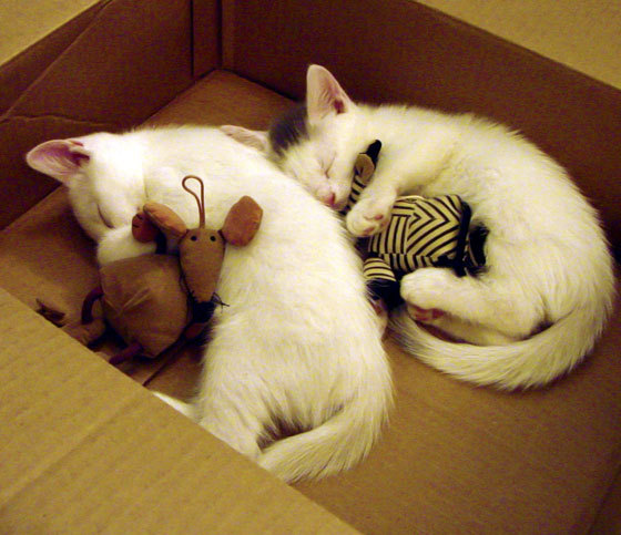 太阳灼烧五棵松,当希腊怪兽降临北京之夜