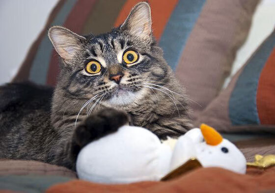 速度的对决，F1摩纳哥街头激战与马赛战术碾轧国米