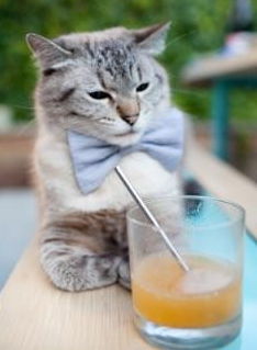 德布劳内手术刀斩乱麻，奥地利风暴席卷皇家社会！