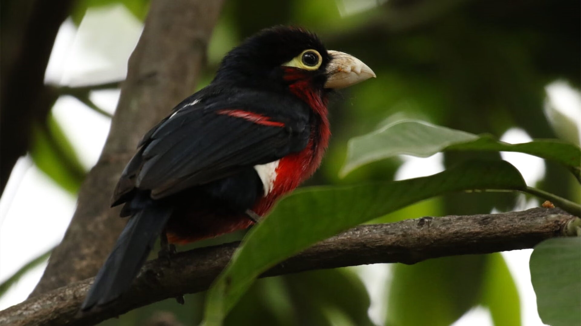 伦纳德死神镰刀一挥！篮网斩落公牛，三节打卡提前收工