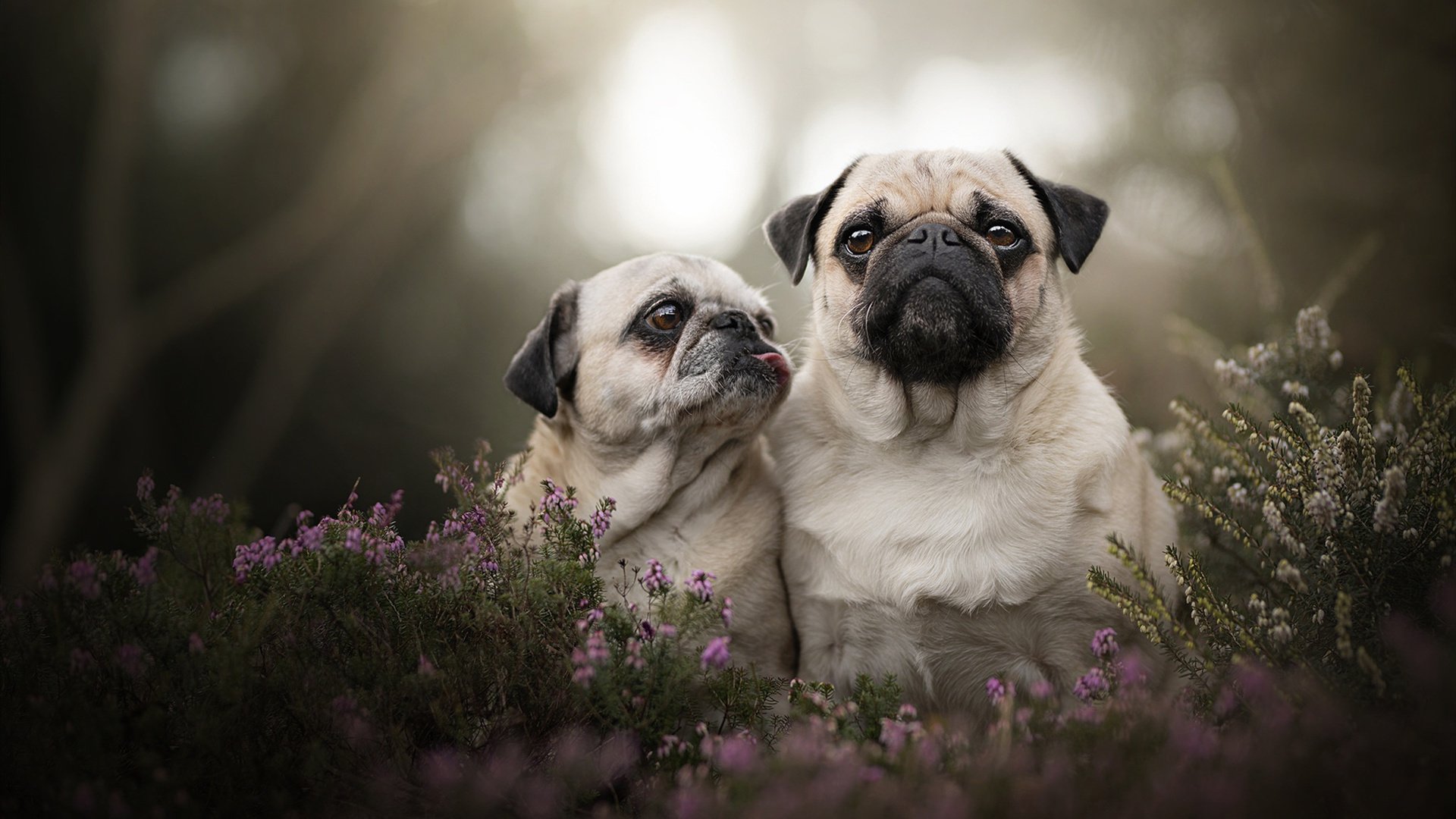 凯恩一锤定音！南非力克尼斯队逆袭夺冠，关键先生诞生