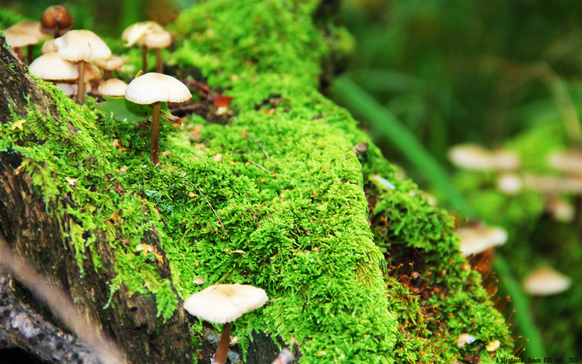 冰与火之歌,哈兰德爆发与突尼斯强韧背后的体育胜利密码