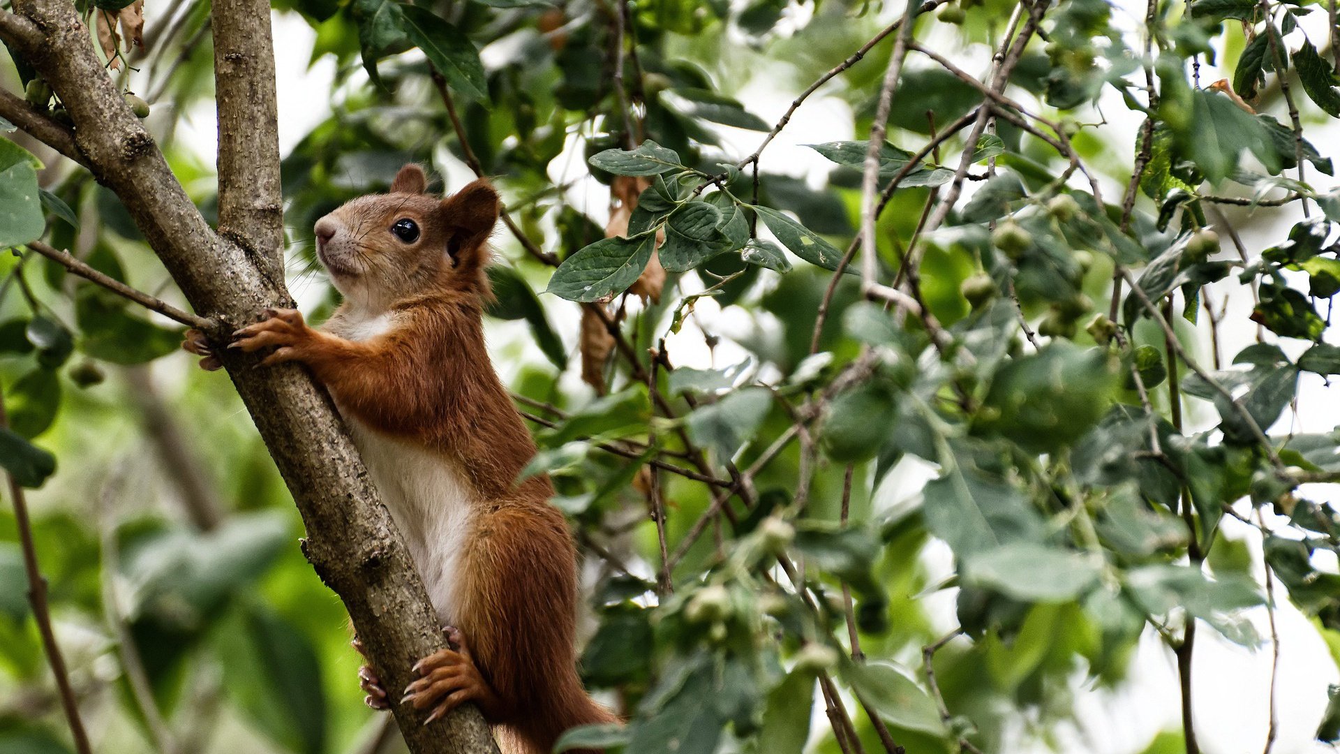 当赖斯的传球切开长城，威尔士的稳与足球世界的残酷温差