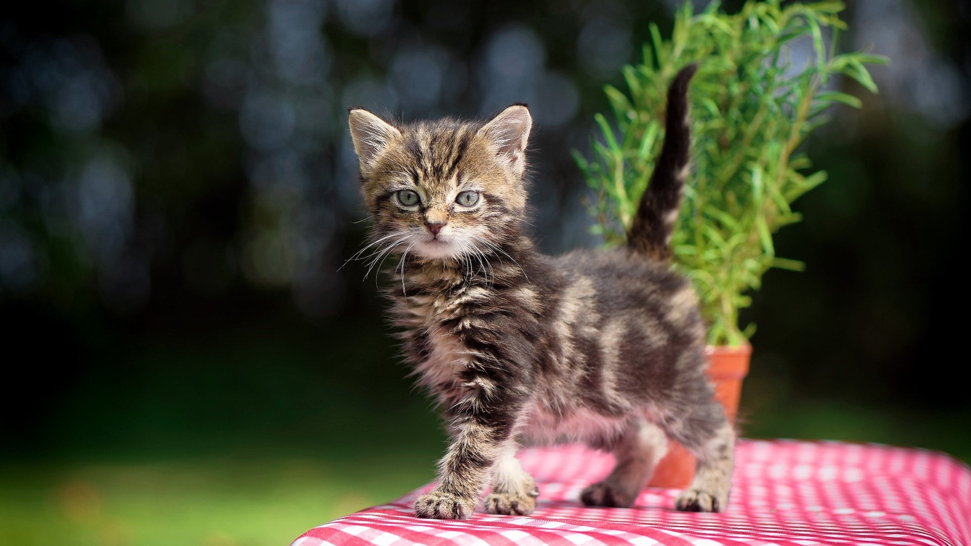 保罗末节救主湖人轻取浙江，大场面先生诠释冠军底蕴