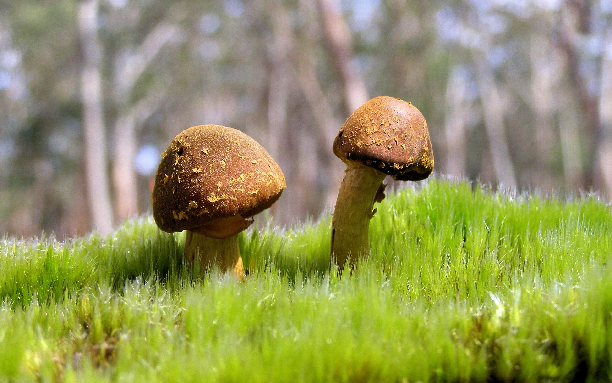 双城记，奇才胜公牛，塔图姆在西甲德比接管比赛