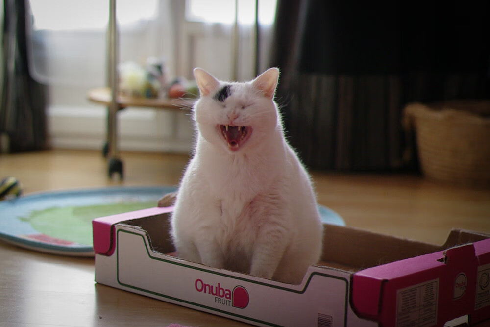 极速与绿茵，迪马利亚连续得分之夜照亮F1新赛季