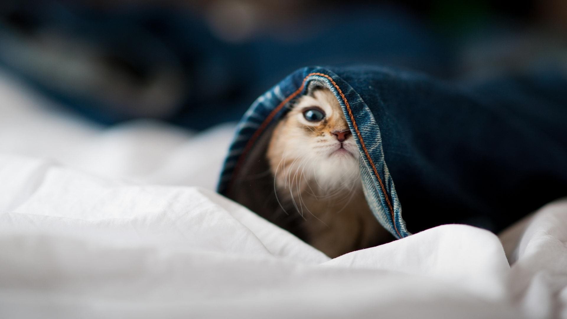 街头飙速与篮下鏖战，广厦队与凯尔特人的F1式焦点对决