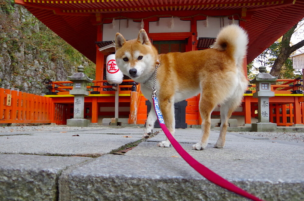 铁骑破阵!奥地利逆袭欧洲杯,穆勒用极致战术打碎波兰防线