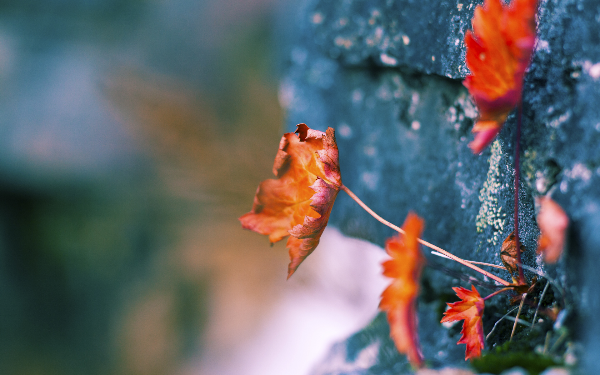 绿茵争霸与硬木对决,德甲焦点战与凯尔特人胜雄鹿的争冠启示
