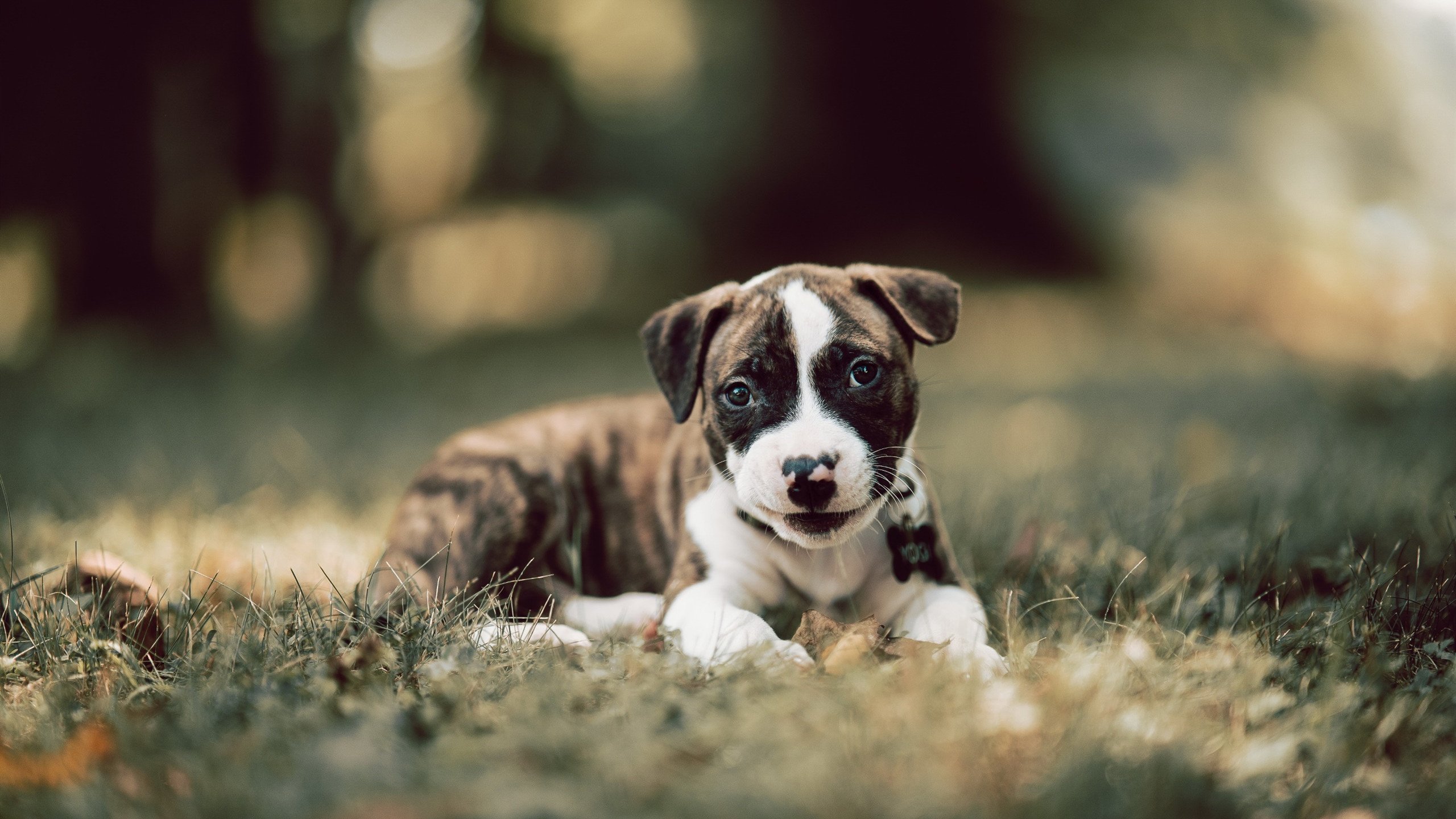 虚拟决战，季后赛抢七焦点战，猛龙制霸上海队