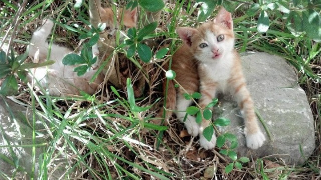 绿茵场上的双城记,德甲争冠战白热化,毕尔巴鄂爆冷皇马震撼足坛