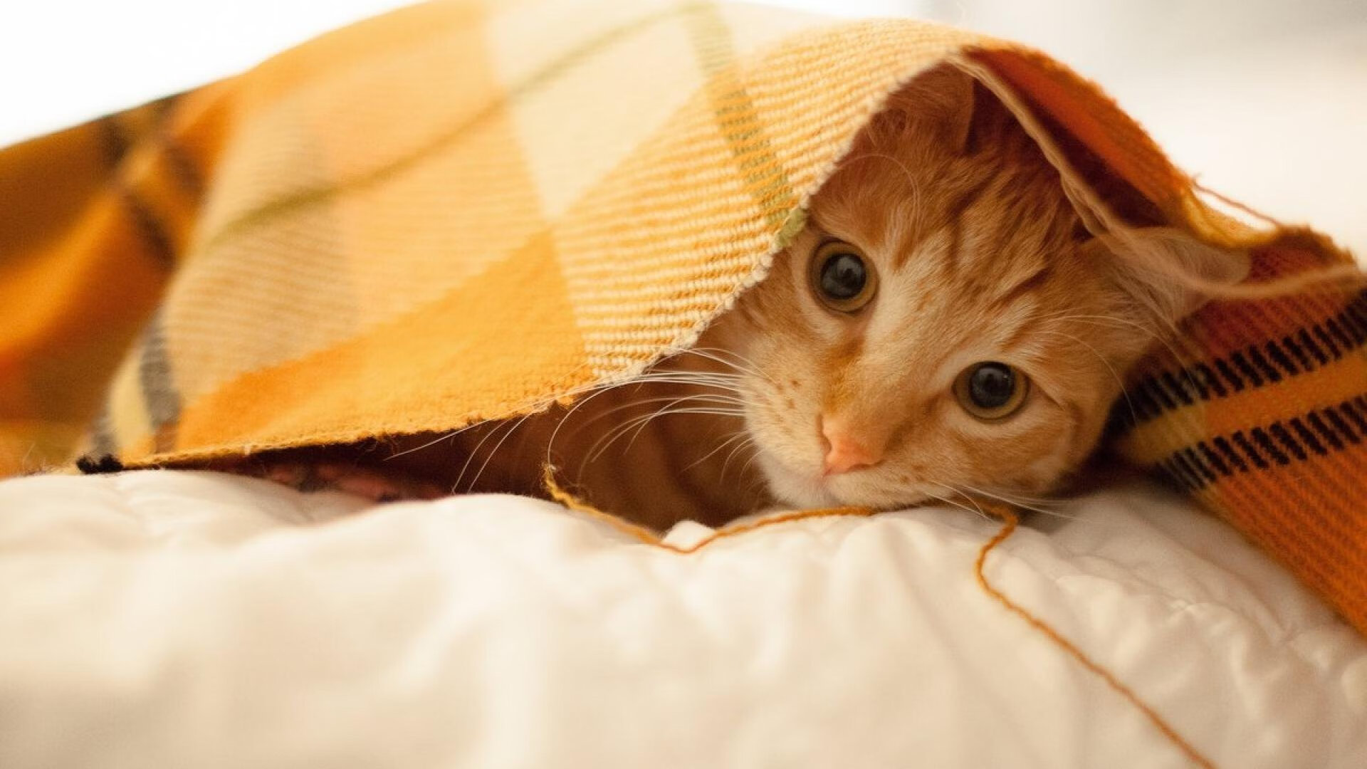 布伦森生死时刻上演神级爆发 北京队绝境逆转险胜深圳