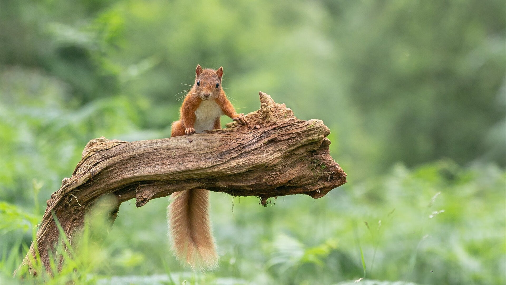 伦纳德嗜血末节轰24分!骑士窒息防守锁定胜局,尼克斯王朝梦碎克利夫兰