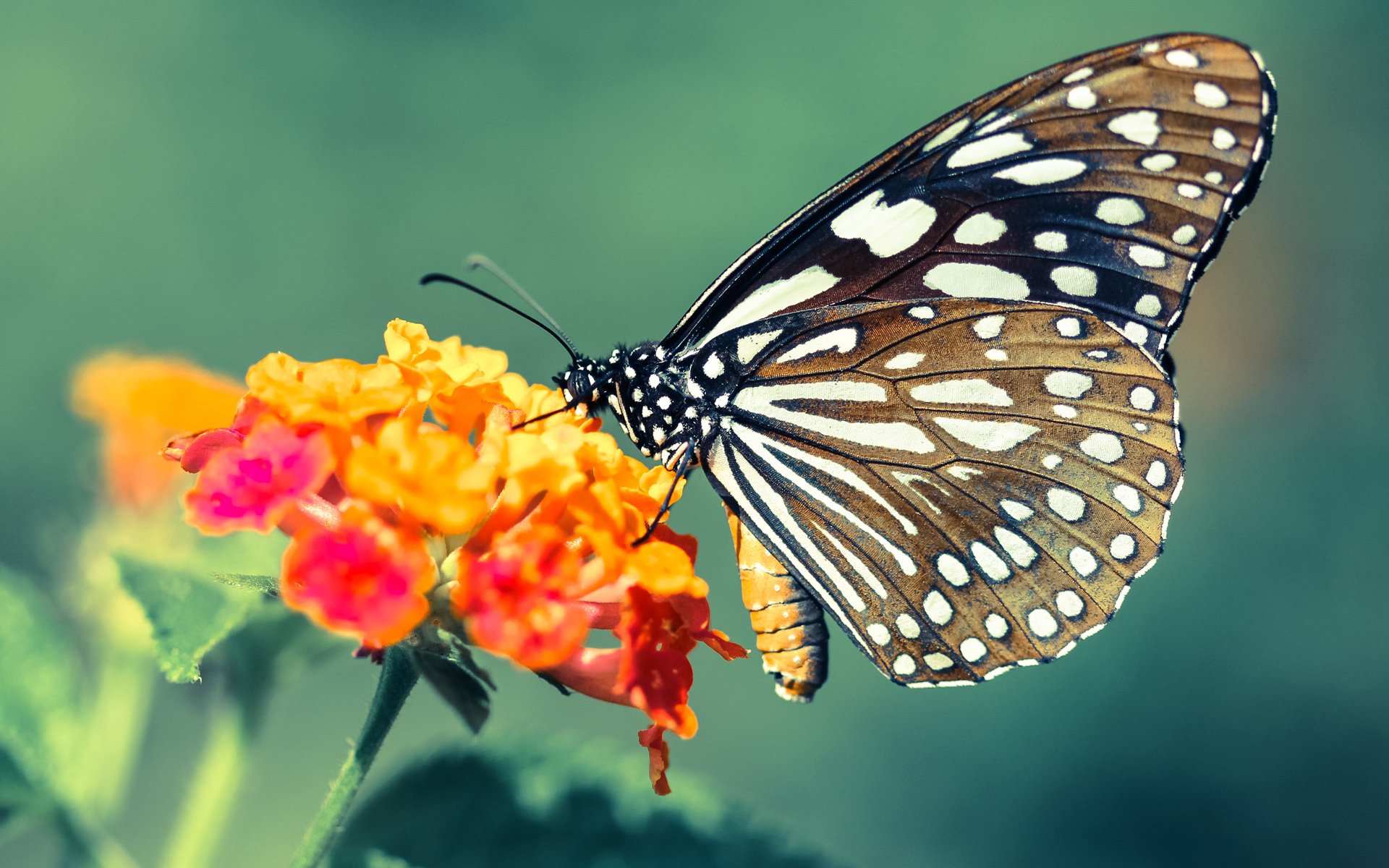 绝境箭鸣！压哨金色曙光—勇士西决生死战惊魂记