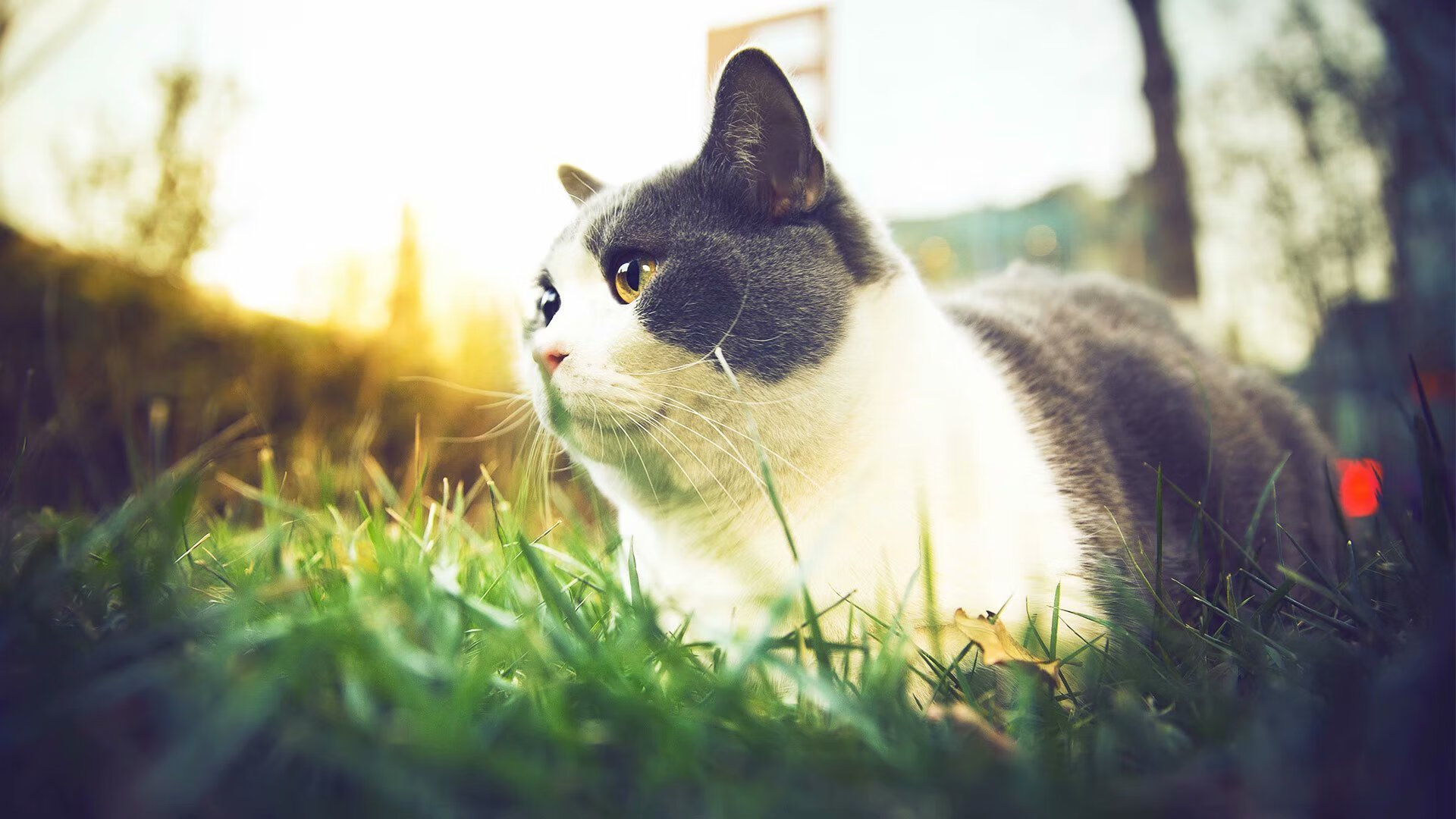 月下银龙定乾坤,法比尼奥的欧冠之夜与一剑封喉的哲学