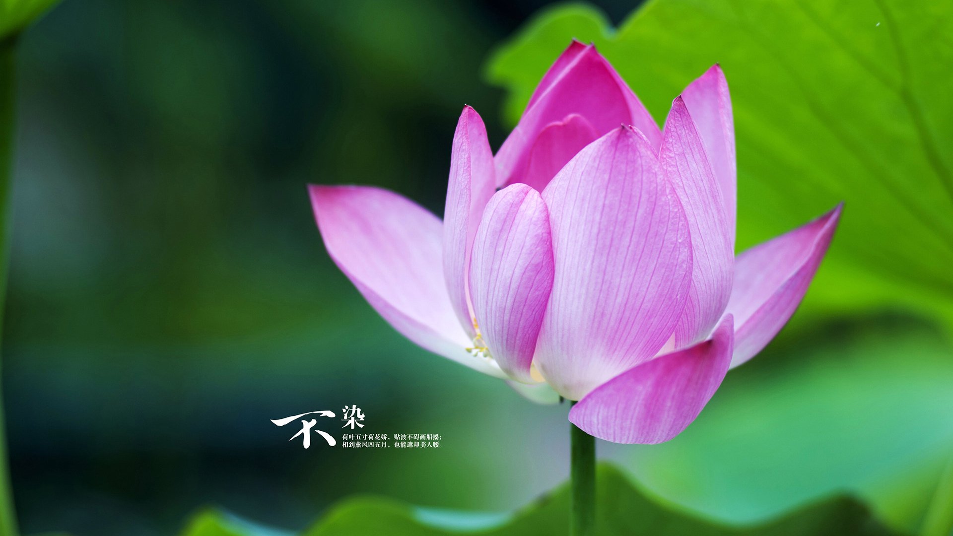 霍勒迪全能爆发引领湖人逆转，个人英雄主义掀翻勇士霸权